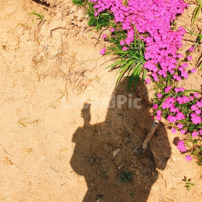 진달래,그림자,봄,여유로움,자유로움,나들이,수목원,따뜻함,여유,자유,따뜻,garden