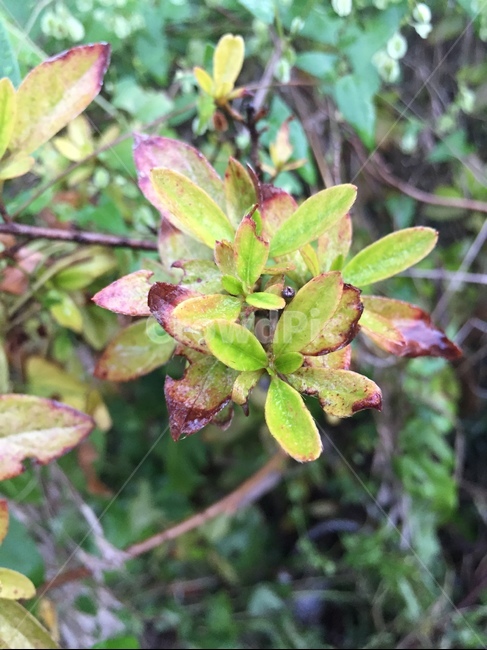 leaf,잎,plant,식물,초록