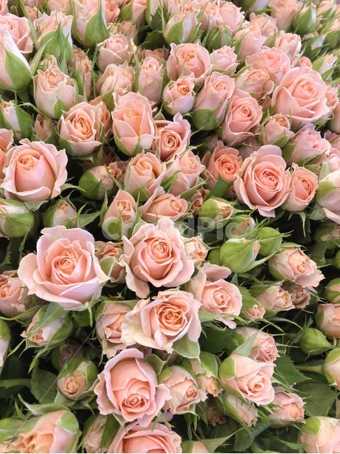 장미,연분홍장미,분홍장미,꽃,rose,flower,plant,식물,식물,자연,plants,nature,꽃,flower