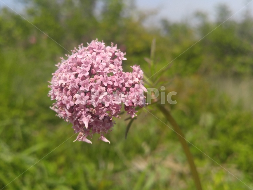식물,꽃,자연,산책,flower