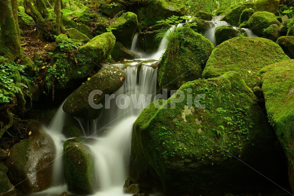 나무,물,돌,상동이끼계곡,이끼계곡,이끼,개울,water,자연,장노출