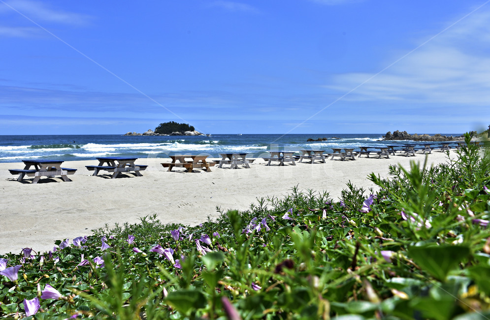 갯메꽃,하조대,해변,메꽃,연분홍색,해변식물,beach,theseaside,개메꽃,자연,풍경,nature,landscape,outdoors,옥외