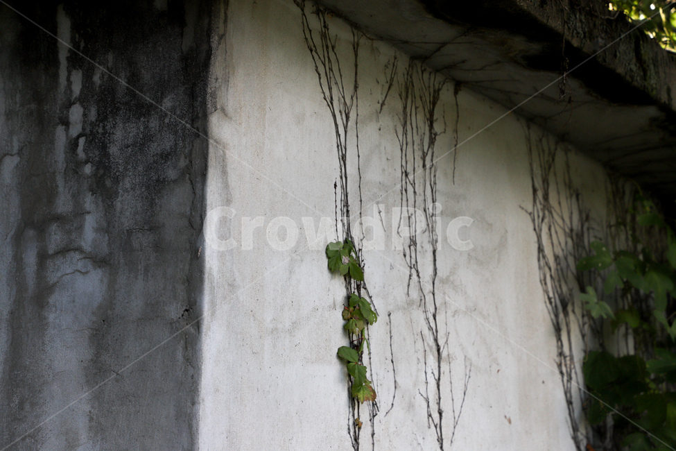 콘크리트,꽃,줄기,숲,풍경,감성스냅,감성,스냅,담쟁이,식물,자연,plants,nature,빈티지사진,빈티지느낌,빈티지감성,vintage