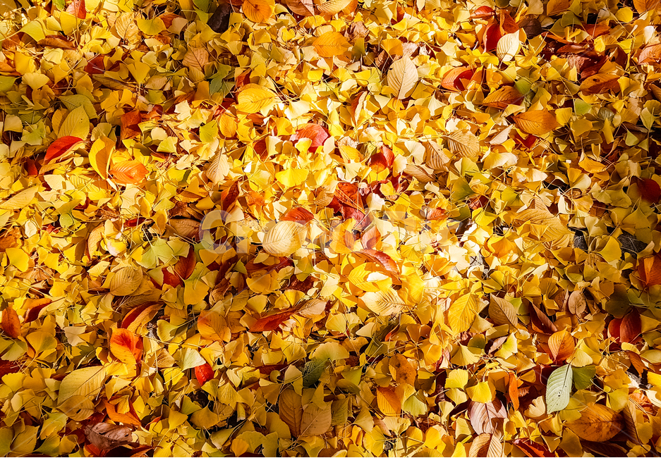 낙엽,가을,은행잎,나무,단풍,자연,가을,계절,fall,autumn,season,식물,자연,plants,nature,plant,leaf,잎,tree,ground,바닥