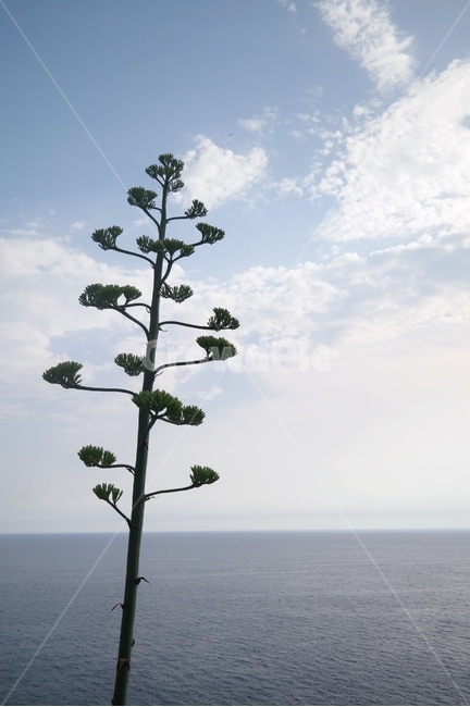 plant,식물,tree,나무,바다,파도,고요,잠잠한,잠잠하다,가시,절벽,유럽,europe,이탈리아,italy,해외