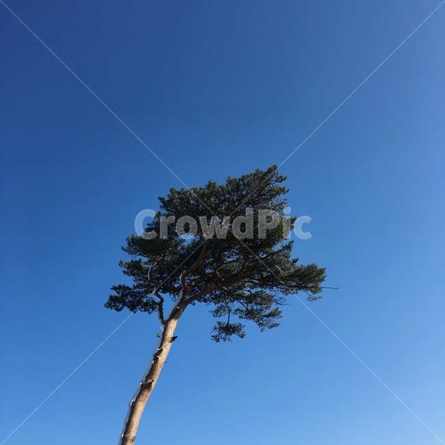 소나무,하늘,바람,자연,버팀,식물,자연,plants,nature,나무,trees,wood