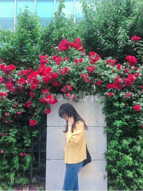 장미,장미벽,여자,수줍음,빨강,노랑,rose,redrose,shy,woman,girl,사람,인물,인간,human,person,여성,여자,woman,female,lady