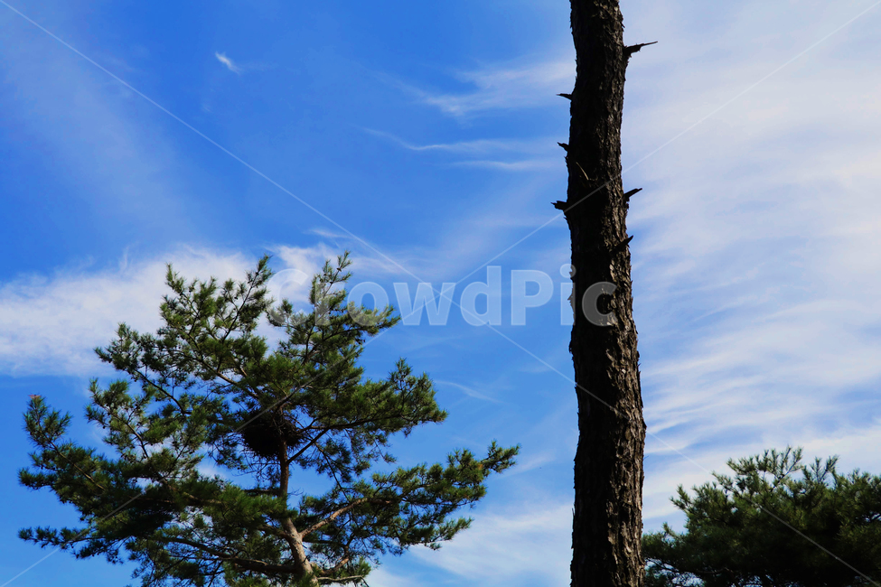 하늘,구름,나무,산,숲,맑음,자연,풍경,nature,landscape,tree,plant,식물,tree trunk,나무 줄기