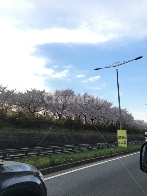 도로,길,드라이브,벚꽃길,차,car,road,cherryblossoms,벚꽃나무,벚꽃