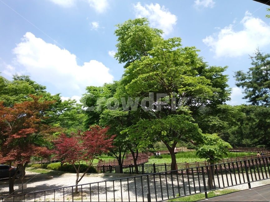 하늘,구름,나무,단풍,맑음,푸르른,힐링,자연,풍경,nature,landscape,한국자연풍경,한국자연경관,korea nature landscape,outdoors,옥외,plant,식물,tree,garden,정원,arbour,정자