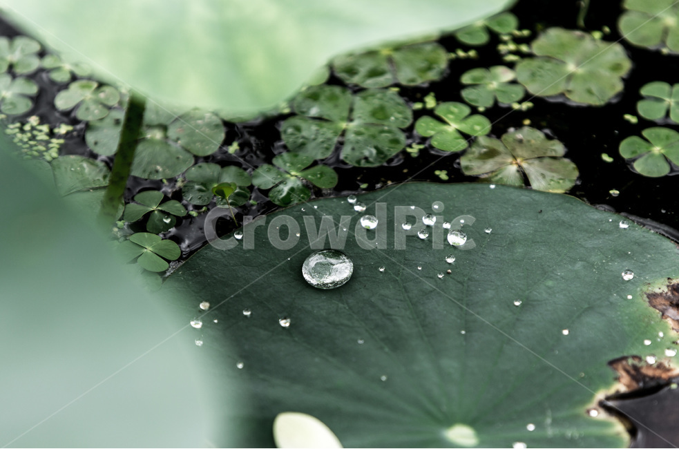 연잎,개구리밥,습지,물방울,무늬,생태,식물,자연,plants,nature