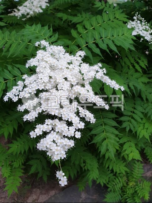 꽃,꽃나무,나무꽃,나무,식물,plant