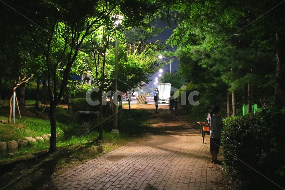 저녁,산책,길,숲,산책로,자연,풍경