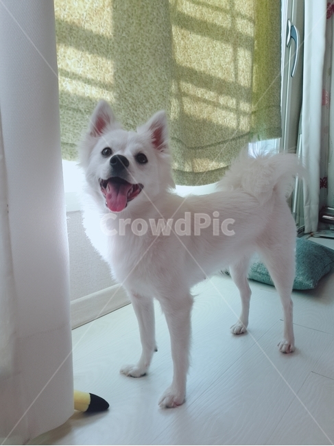 강아지,애기,멍멍이,댕댕이,새끼강아지,애견,발바닥,애교,동물,animal,포유류,mammal,개,강아지,dog,doggy
