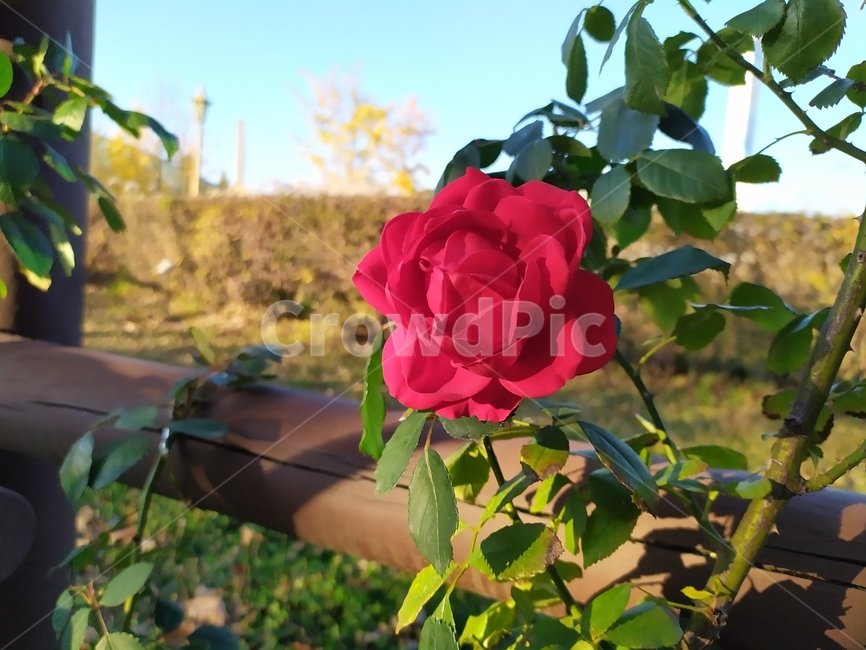 rose,장미,blossom,flower,꽃,식물,자연,plants,nature,꽃,flower