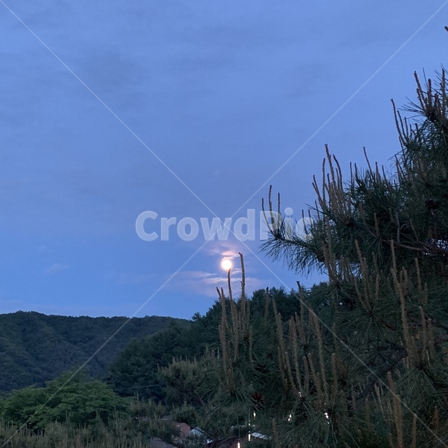 하늘,호수,언덕,물안개,강,자연,힐링,소나무,일몰