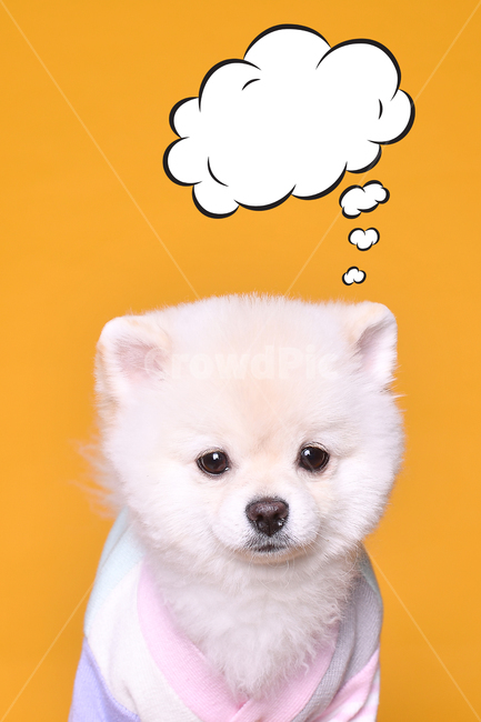 강아지,귀여운,애견,반려견,포메,아기강아지,귀여운강아지,dog,재밌는,독특한,곰돌이,하얀강아지,동물,animal,포유류,mammal,개,강아지,dog,doggy
