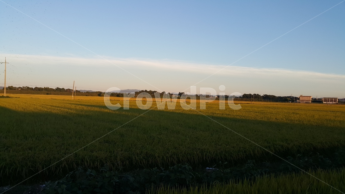 field,grassland,자연,nature,outdoors,목초지,논,평야