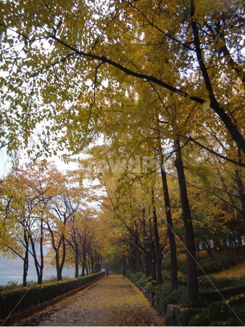 낙엽,가을,단풍,석촌호수,산책로,가을,계절,fall,autumn,season,tree,나무,plant,식물,tree trunk,나무 줄기