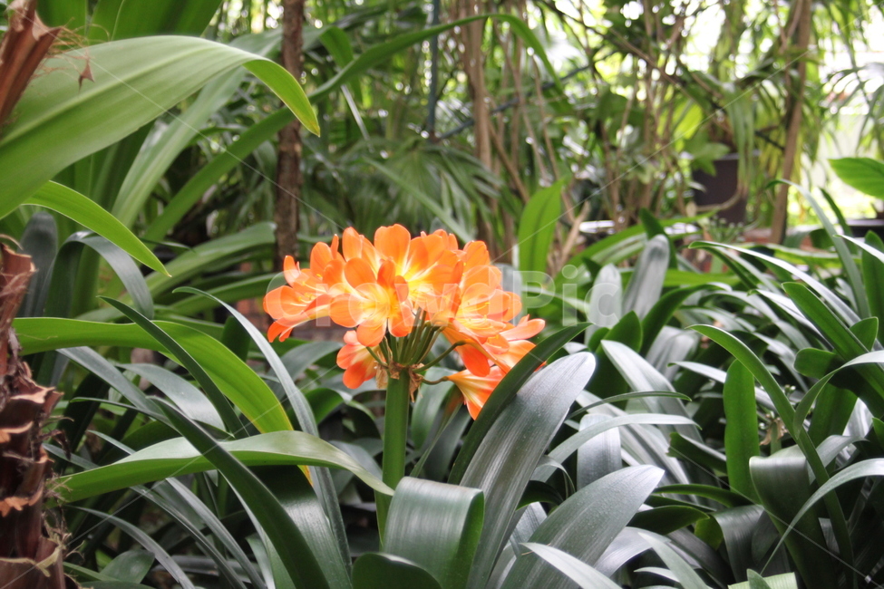 plant,식물,flower,꽃,blossom,식물원,온실