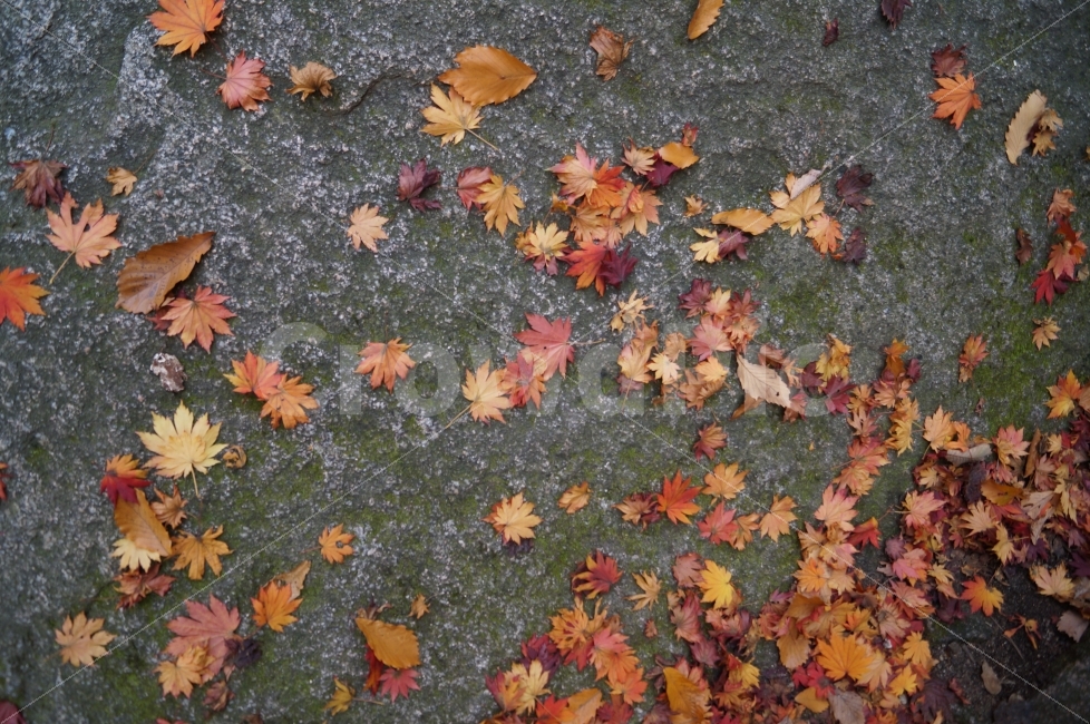 가을,낙엽,자연,식물,단풍,가을,계절,fall,autumn,season,plant,leaf,잎,tree,나무
