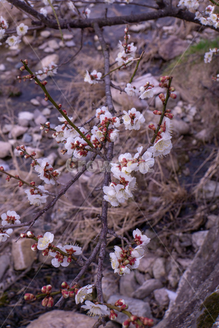 매화,매화꽃,봄꽃,봄,나무,계절,매화나무,꽃,풍경,봄,계절,spring,season,식물,자연,plants,nature,꽃,flower,plant,blossom