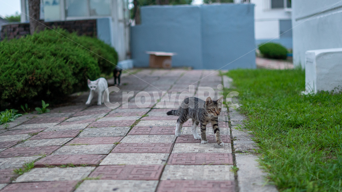 길고양이,고양이,길냥이,동물,아기고양이,새끼고양이,cat,pet,animal,코리안숏헤어,포유류,코숏,동물,animal,포유류,mammal,고양이,cat,kitten,kitty