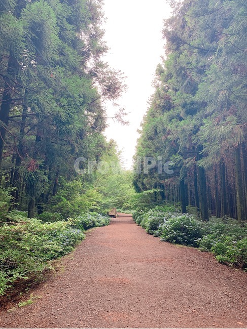 나무,숲,산책로,휴양림,tree,wood,배경