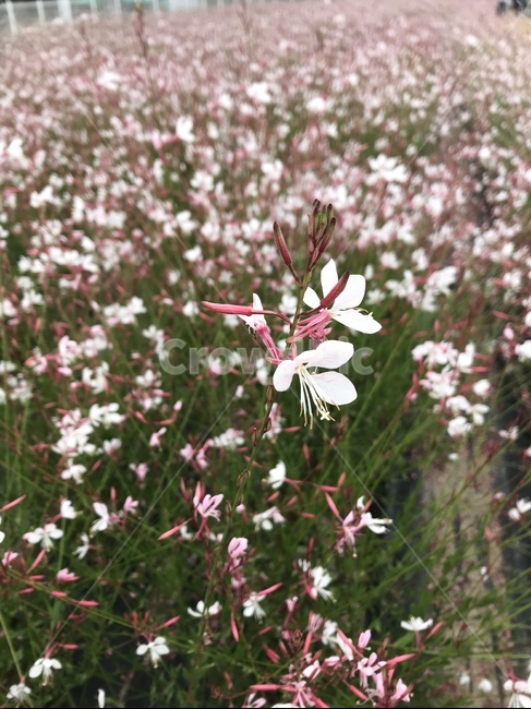 하얀꽃,하얀꽃밭,꽃밭,꽃축제,꽃놀이,식물,자연,plants,nature,꽃,flower