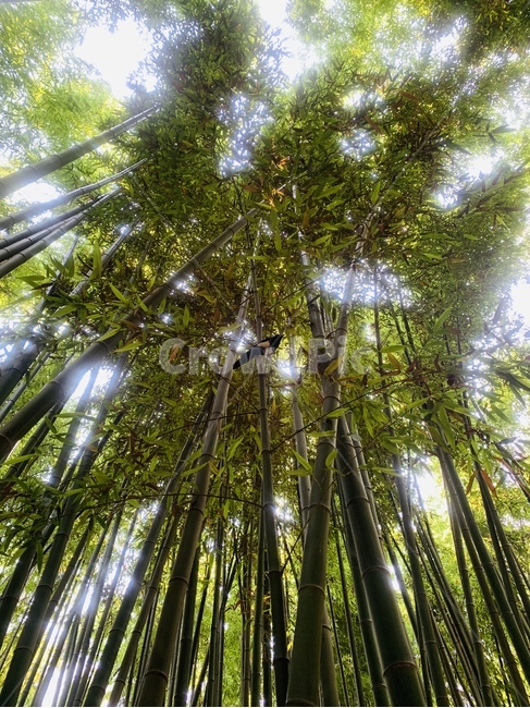 까치와대나무,대나무숲,그늘,시원한그늘,까치