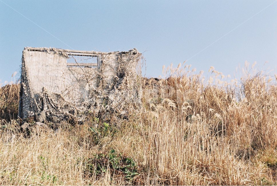 섬,갈대,배경,바람,제주도,필름카메라,필름사진,film,filmpic,filmcamera,가을,계절,fall,autumn,season,자연,풍경,nature,landscape,plant,식물,grass,잔디