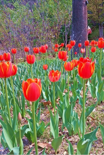 plant,식물,blossom,꽃,flower,튤립