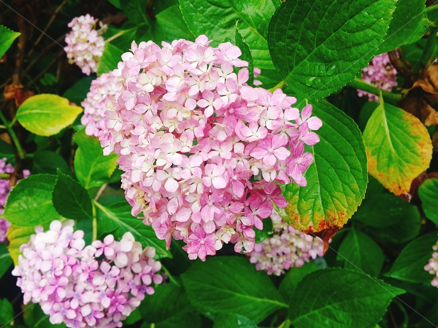 plant,식물,꽃,flower,수국