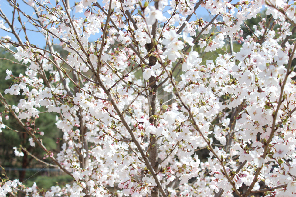 벚꽃,나무,꽃,팝콘,하얀색,봄,계절,spring,season,식물,자연,plants,nature,꽃,flower,plant,blossom