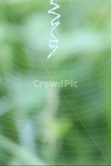 거미줄,거미,초록,강가,곤충,집,자연,풍경,nature,landscape