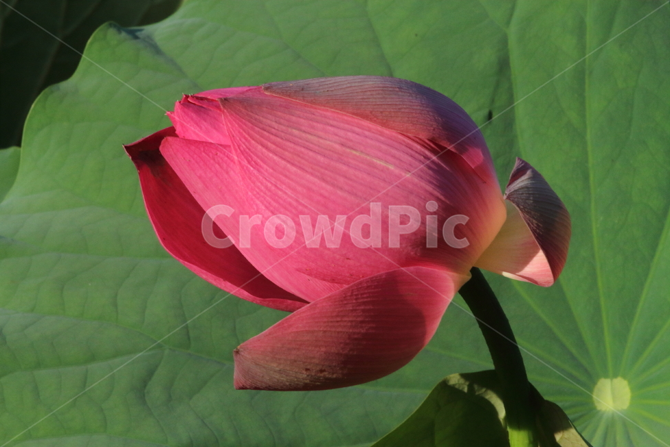 연,연꽃,꽃,식물,lotus,식물,자연,plants,nature,꽃,flower