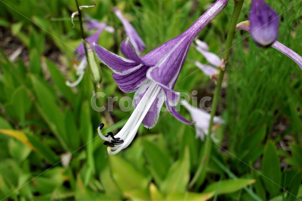 비비추,향기,보라색,자연,식물,purplebractedplantainlily,purple,beautiful,plant,flower,식물,자연,plants,nature,꽃,flower
