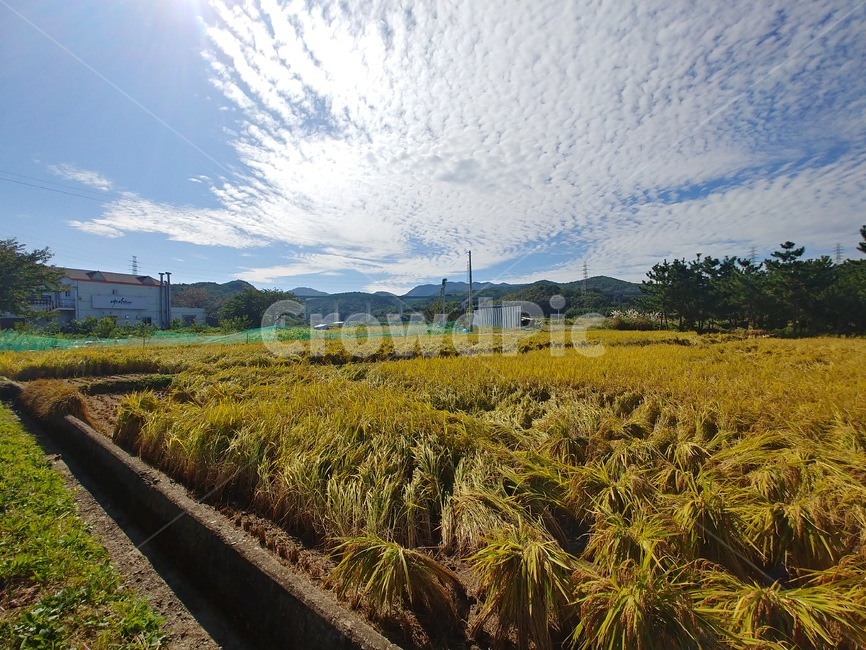 nature,자연,outdoors,시골,가을,곡류,곡식,cereals,농업,농사,agriculture,farming,farming industry