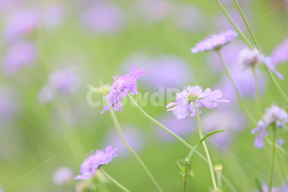 꽃,가을꽃,보라색,야생화,정원,꽃무리,식물,자연,plants,nature,꽃,flower
