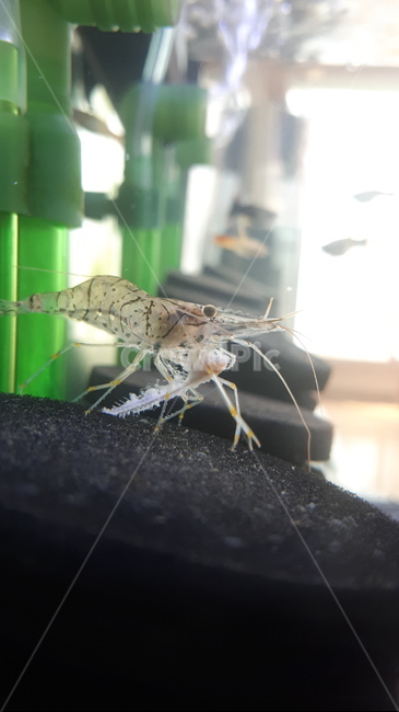 수족관,새우,자연,어항,먹이사슬,먹이