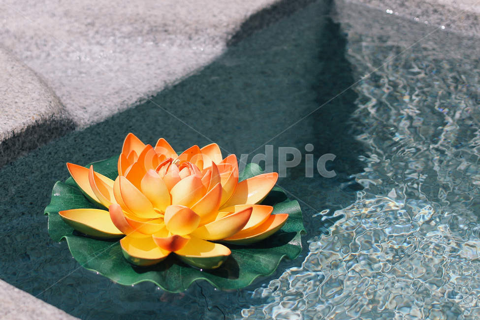 약숫물,약수터,연꽃,여름,풍경,꽃,flower,휴식,힐링,rest,relaxation,healing
