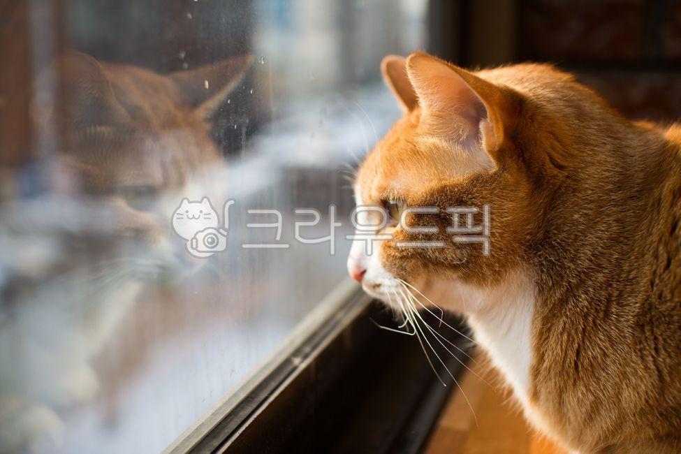 warmth,inside,house,Pets,Korean Shorthair,sunlight,cat,nose short,animal,pet