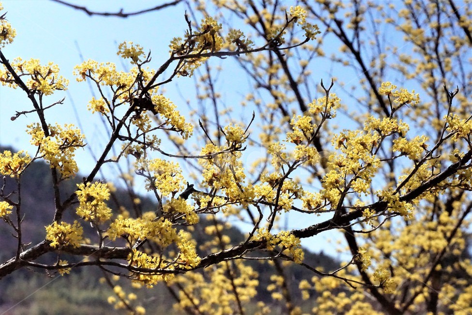 봄,산수유,꽃,노란색,나무,식물,자연,계절,yellow,nature,season,flower,beauty,tree,봄,계절,spring,season,식물,자연,plants,nature,꽃,flower,plant
