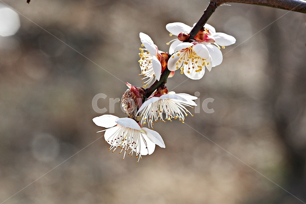 매화꽃,매화,꽃,나무,자연,배경,봄,계절,spring,season,식물,자연,plants,nature,꽃,flower,plant