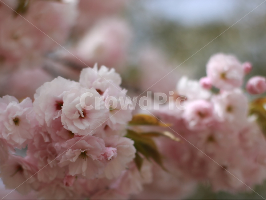 꽃,자연,나뭇잎,겹벚꽃,벚꽃,나무,봄,감성,봄,계절,spring,season,식물,자연,plants,nature,꽃,flower,plant,blossom