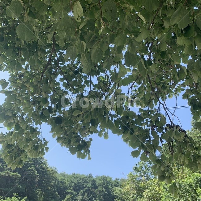 나뭇잎,시골,감성,하늘,나무