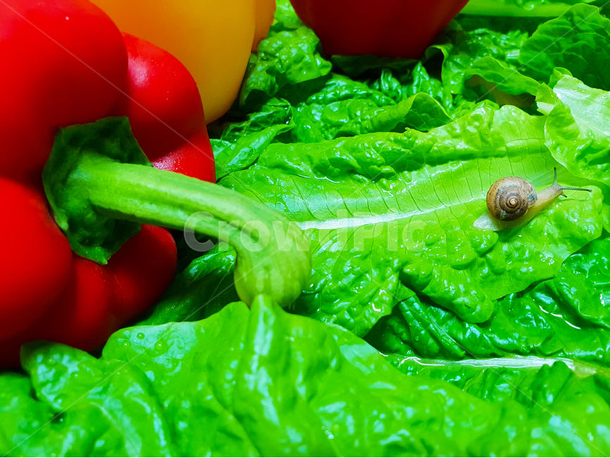 달팽이,상추,채소,야채,유기농,snail,nature,vegetable,green,fresh,red,healthy,salad,vegetables,isolated,cucumber,vegetarian,diet,ingredient,organic,white,paprika,peppers,agriculture,raw,health,leaf,onion,food,lettuce,동물,animal,채소,야채,vegetables