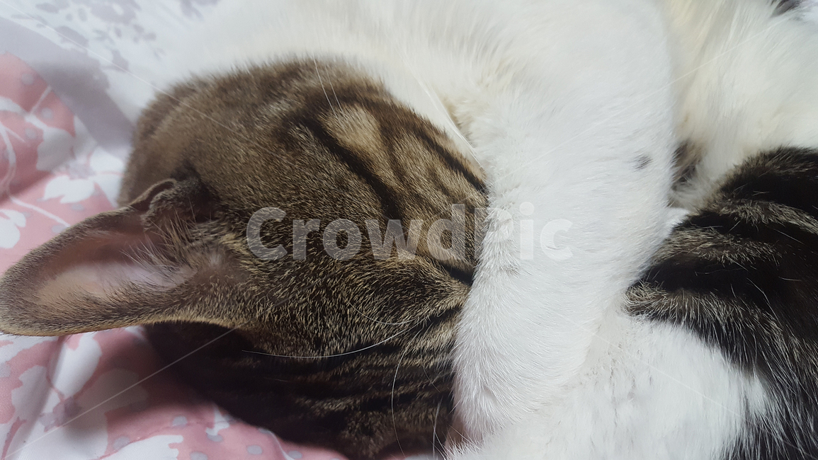 고양이,애완동물,코숏,잠자는고양이,수면,코리아숏헤어,토종,포유류,반려묘,반려동물