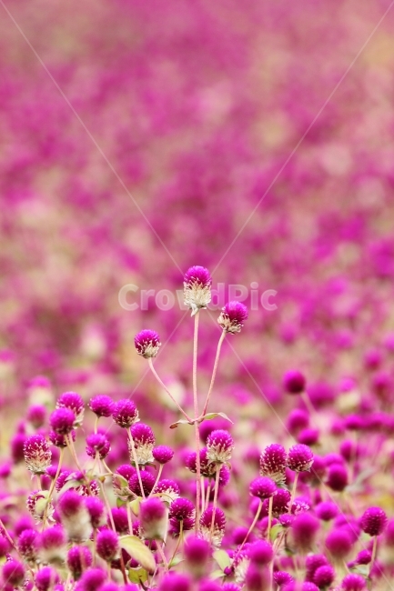 꽃,식물,천일홍,자연,감성사진,식물,자연,plants,nature,꽃,flower
