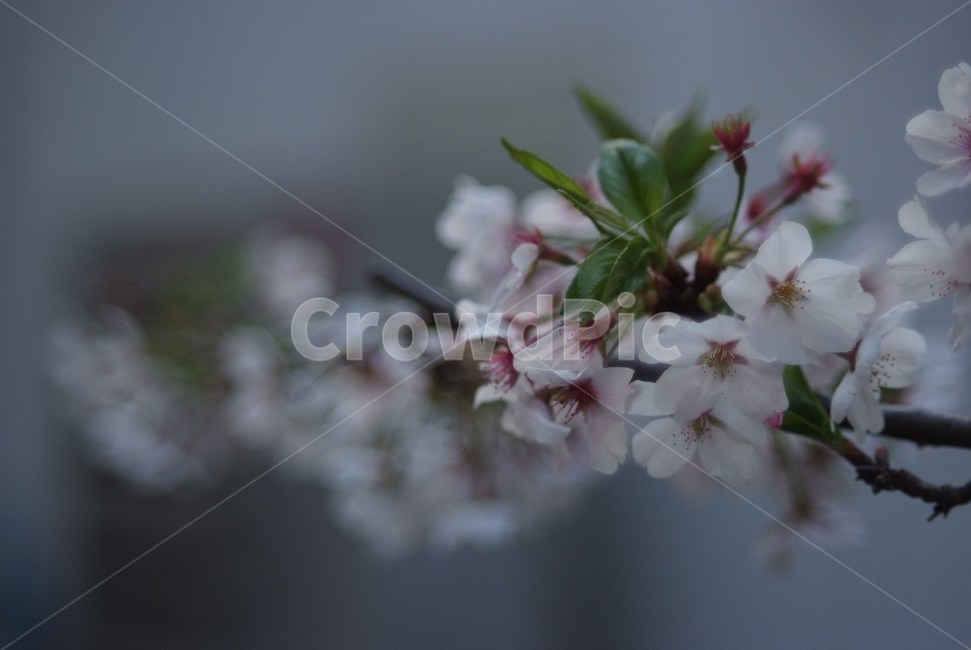 벚꽃,봄,식물,꽃,하늘,cerasus,벚나무,자연,flower,하얀색,분홍색,연분홍,pink,만개,봄,계절,spring,season,꽃,flower,plant,blossom